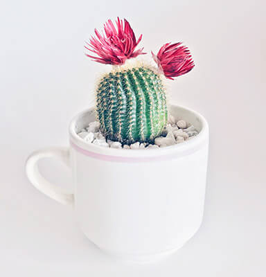 succulent in a mug
