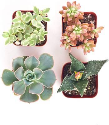 Mini Succulents