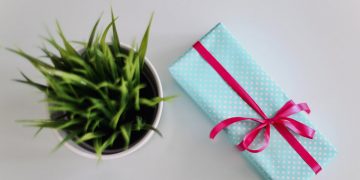 succulent and gift